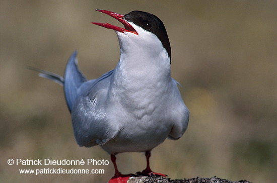 Arctic Tern (Sterna paradisea) - Sterne arctique - 17945