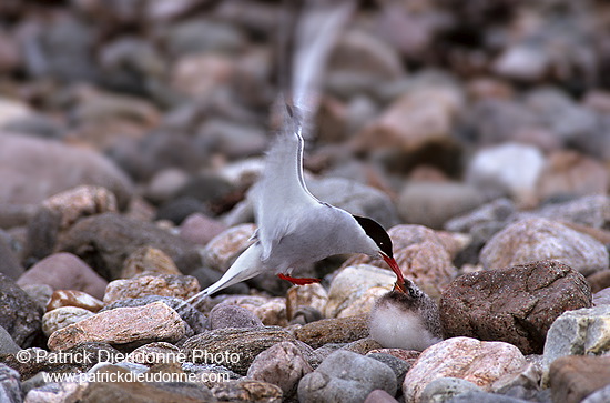 Arctic Tern (Sterna paradisea) - Sterne arctique - 17948