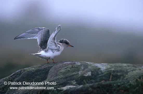 Arctic Tern (Sterna paradisea) - Sterne arctique - 17951