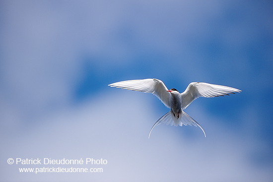 Arctic Tern (Sterna paradisea) - Sterne arctique - 17952