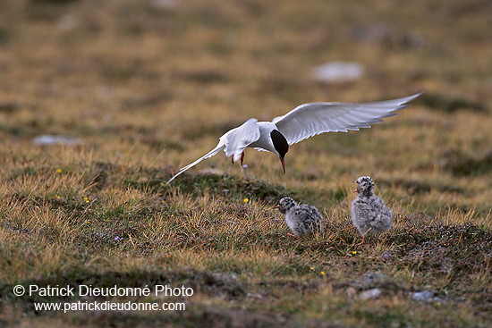 Arctic Tern (Sterna paradisea) - Sterne arctique - 17956