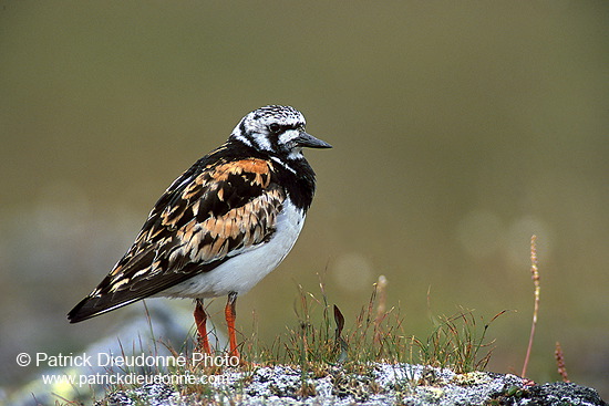 Turnstone (Arenaria interpres) - Tournepierre - 17873