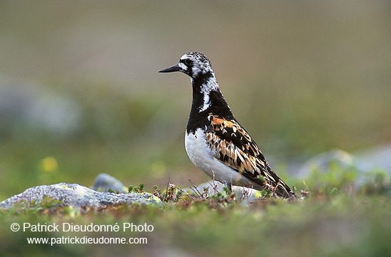 Turnstone (Arenaria interpres) - Tournepierre - 17875