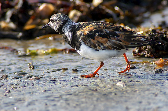 Turnstone (Arenaria interpres) - Tournepierre - 17931