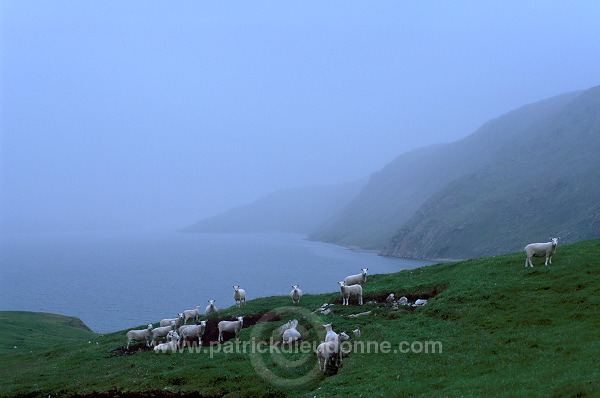 Northmavine: Ronas Voe and sheep, Shetland - Le fjord de Ronas Voe  13647