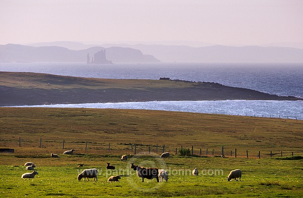 The Drongs, Northmavine, Shetland, Scotland  -  Les Drongs, Shetland  13649