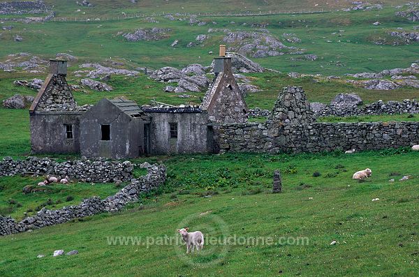 Abandoned house and lamb, Shetland -  Agneau et maison abandonnée  13749