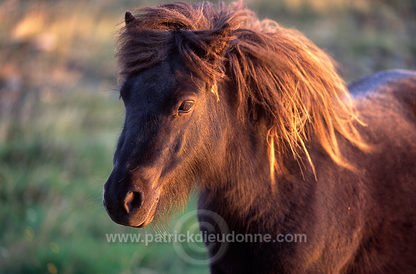 Shetland pony, Shetland - Poney des Shetland, Ecosse  13760