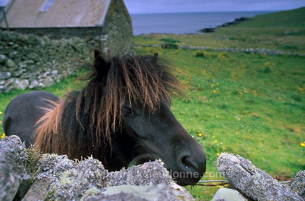 Shetland pony, Shetland - Poney des Shetland, Ecosse  13762