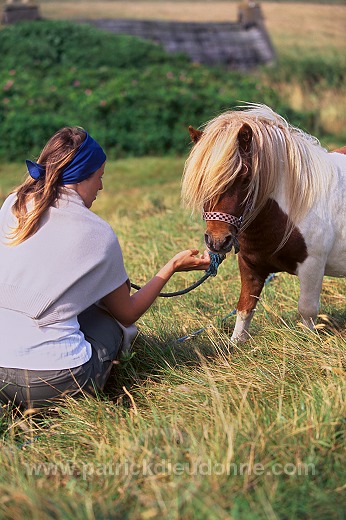 Shetland pony, Shetland - Poney des Shetland, Ecosse  13763