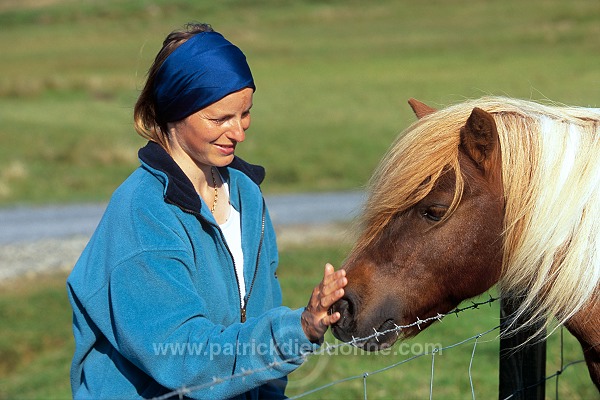 Shetland pony, Shetland - Poney des Shetland, Ecosse  13764