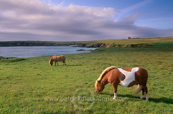 Shetland pony, Shetland - Poney des Shetland, Ecosse  13766