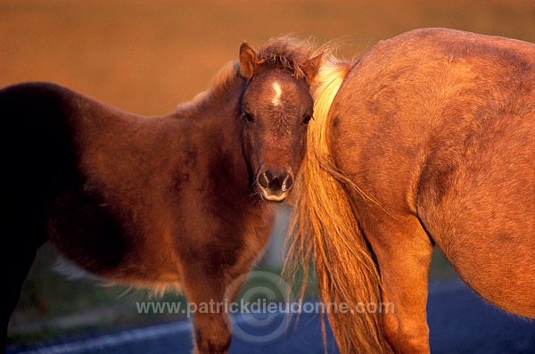 Shetland pony, Shetland - Poney des Shetland, Ecosse  13769