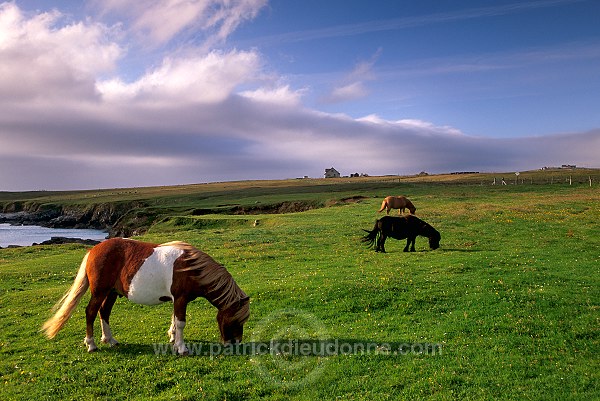 Shetland pony, Shetland - Poney des Shetland, Ecosse  13770