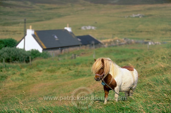 Shetland pony, Shetland - Poney des Shetland, Ecosse 13772