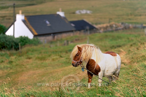 Shetland pony, Shetland - Poney des Shetland, Ecosse  13773