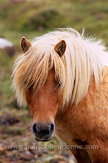Shetland pony, Shetland - Poney des Shetland, Ecosse  13775