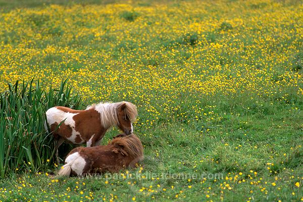 Shetland pony, Shetland - Poney des Shetland, Ecosse  13777