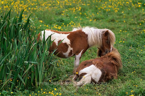 Shetland pony, Shetland - Poney des Shetland, Ecosse  13778