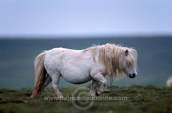 Shetland pony, Shetland - Poney des Shetland, Ecosse  13779