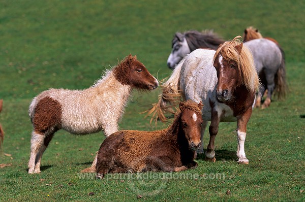 Shetland pony, Shetland - Poney des Shetland, Ecosse  13781
