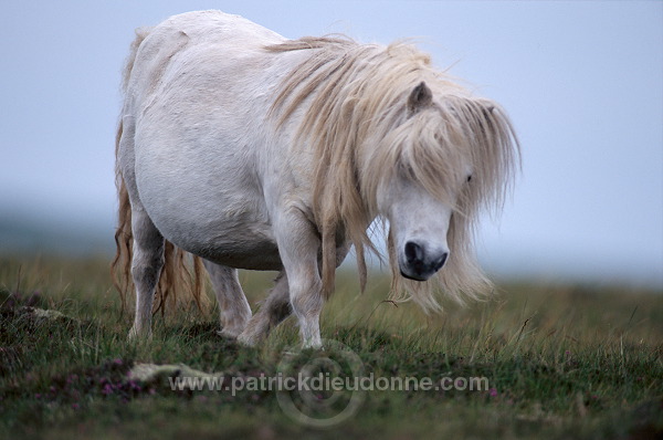 Shetland pony, Shetland - Poney des Shetland, Ecosse  13782