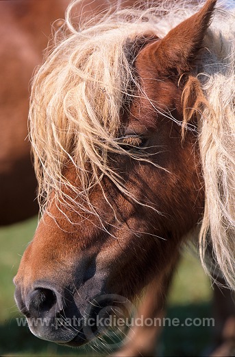 Shetland pony, Shetland - Poney des Shetland, Ecosse  13784