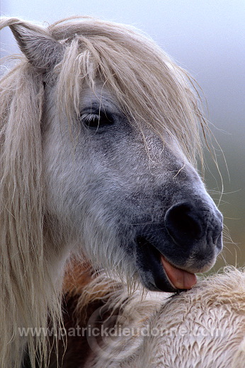 Shetland pony, Shetland - Poney des Shetland, Ecosse  13785