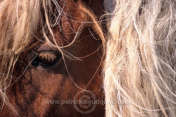 Shetland pony, Shetland - Poney des Shetland, Ecossen  13789