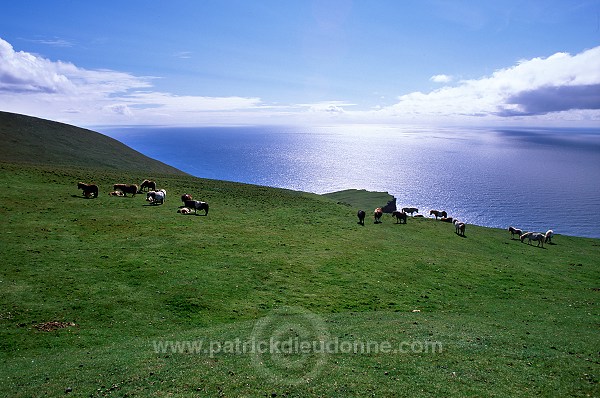 Shetland pony, Shetland - Poney des Shetland, Ecosse  13790
