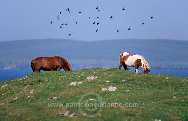 Shetland pony, Shetland - Poney des Shetland, Ecosse  13792