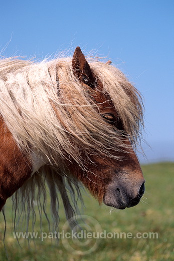 Shetland pony, Shetland - Poney des Shetland, Ecosse  13793