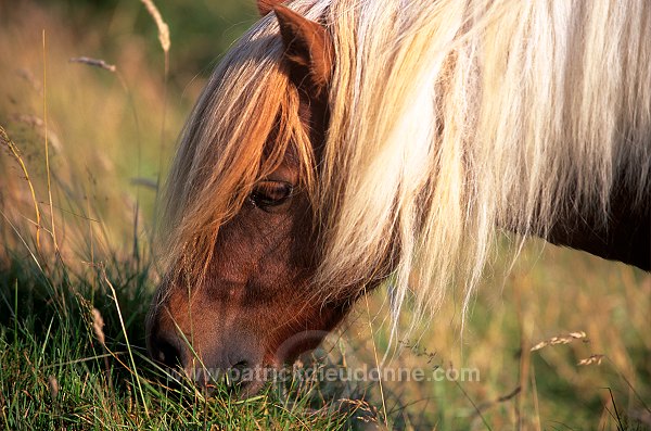 Shetland pony, Shetland - Poney des Shetland, Ecosse  13794