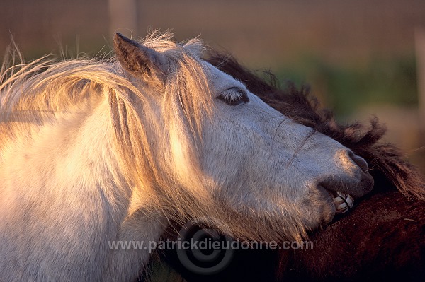 Shetland pony, Shetland - Poney des Shetland, Ecosse 13796