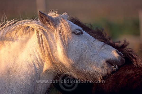 Shetland pony, Shetland - Poney des Shetland, Ecosse 13796