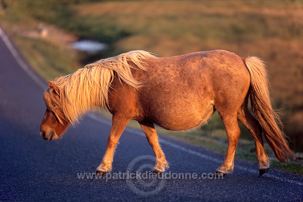 Shetland pony, Shetland - Poney des Shetland, Ecosse  13798