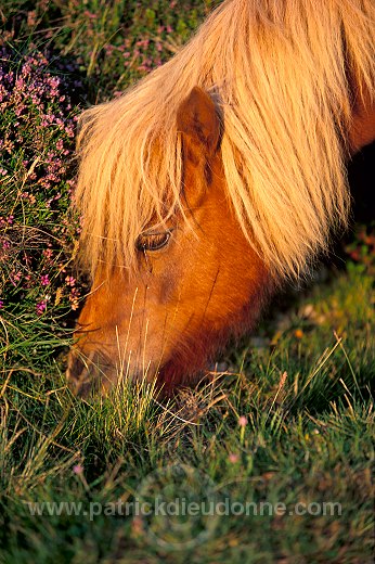 Shetland pony, Shetland - Poney des Shetland, Ecosse  13799