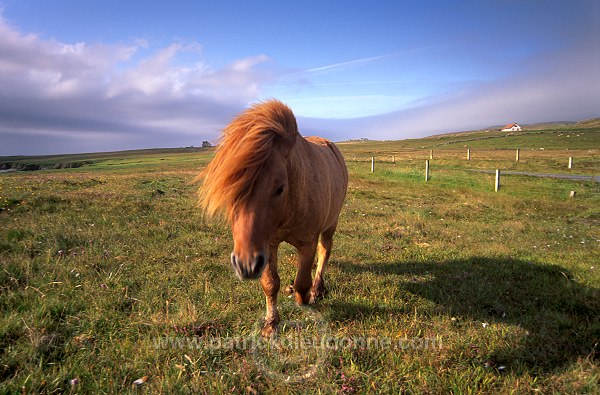 Shetland pony, Shetland - Poney des Shetland, Ecosse  13804