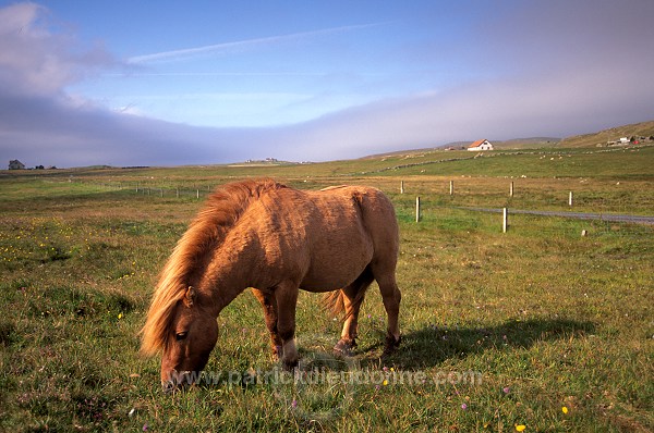 Shetland pony, Shetland - Poney des Shetland, Ecosse  13805