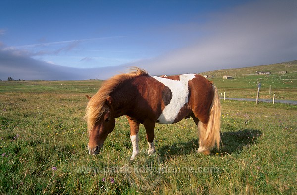 Shetland pony, Shetland - Poney des Shetland, Ecosse  13806