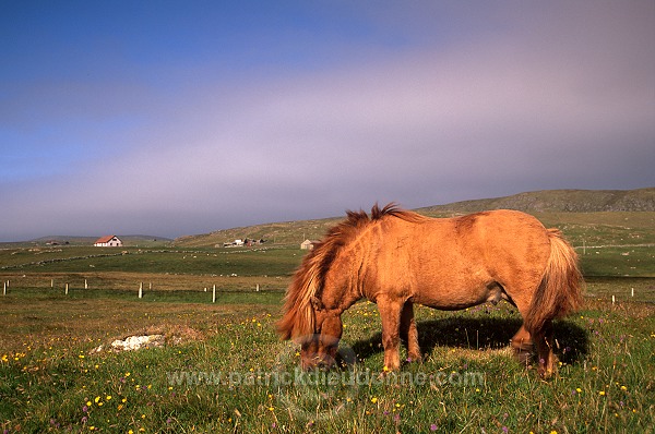 Shetland pony, Shetland - Poney des Shetland, Ecosse  13807