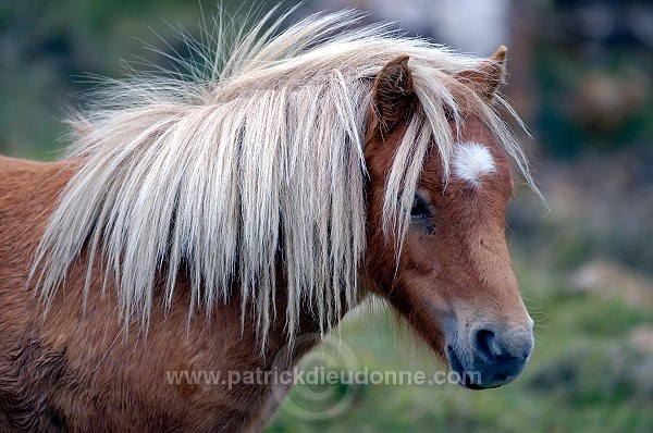 Shetland pony, Shetland - Poney des Shetland, Ecosse