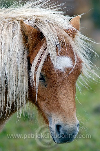 Shetland pony, Shetland - Poney des Shetland, Ecosse