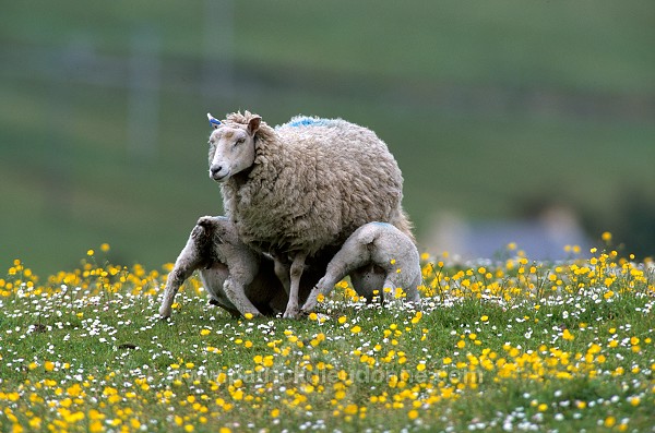Shetland sheep, Shetland, Scotland -  Mouton, Shetland  13868