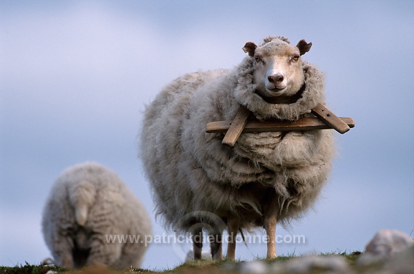 Shetland sheep, Shetland, Scotland. -  Mouton, Shetland  13869