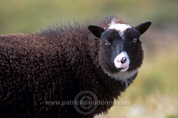 Shetland sheep, Shetland, Scotland -  Mouton, Shetland  13876