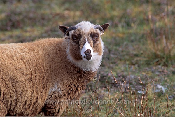 Shetland sheep, Shetland, Scotland -  Mouton, Shetland  13878