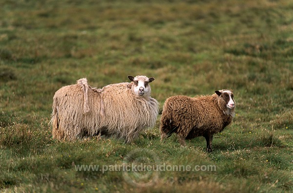 Shetland sheep, Foula, Shetland, Scotland -  Mouton, Shetland  13879