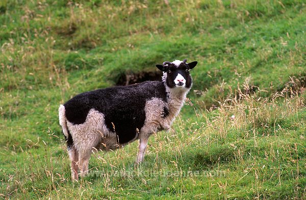Shetland sheep, Shetland, Scotland -  Mouton, Shetland  13881