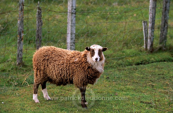 Shetland sheep, Shetland, Scotland -  Mouton, Shetland  13887